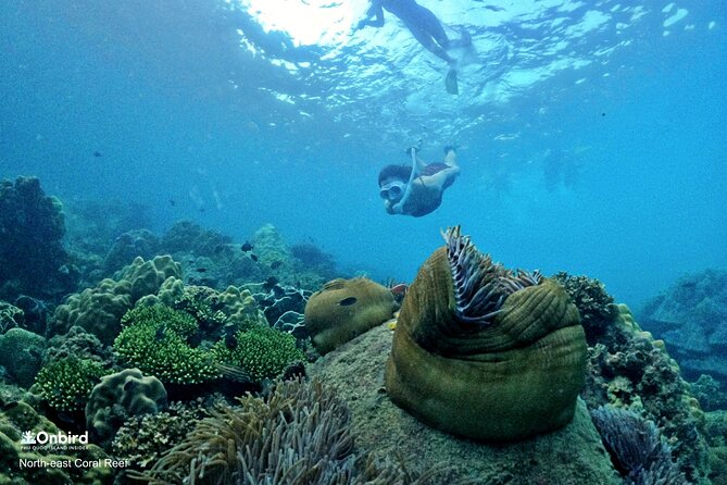 PROFESSIONAL SNORKELING to Explore Hidden Coral Spots (MAX 9 PAX) - Crystal Clear Waters and Coral Reefs