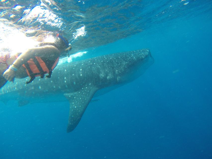 Quintana Roo: Whale Shark Swim, Private Boat Trip, and Lunch - Exclusions