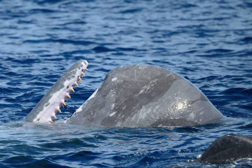 Rabo De Peixe: Sperm Whale Sanctuary Expedition - Breathtaking Ocean Vistas