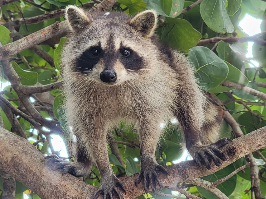 Raccoon Island: Exploration on SUP/Kayak - Highlights of the Experience