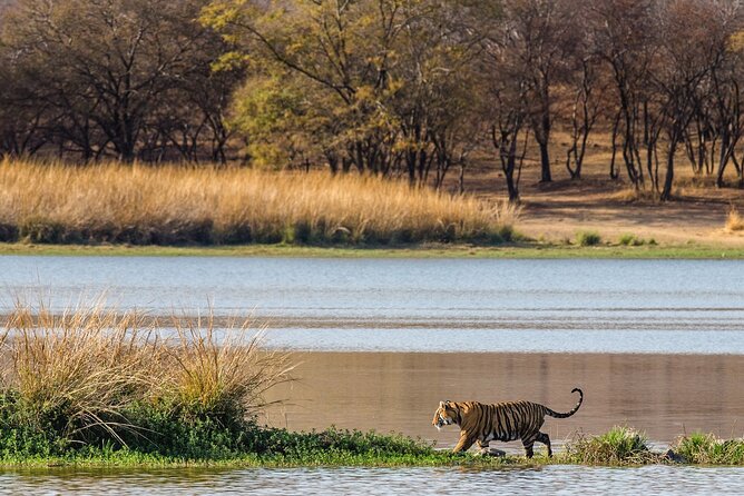 Ranthambore National Park Shared Gypsy Cantar Safari Tickets - Safari Experience and Features