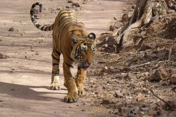 Ranthambore National Park - Confirmation and Accessibility