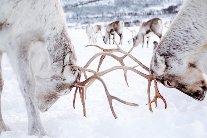 Reindeer Visit, and Sami Culture Including Lunch From Tromso - Learning About Sami History and Traditions