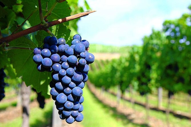 Rhodes Wine & Food Tour: 10 Meal Course Lunch, Wine Tasting, Cooking Class - Additional Information