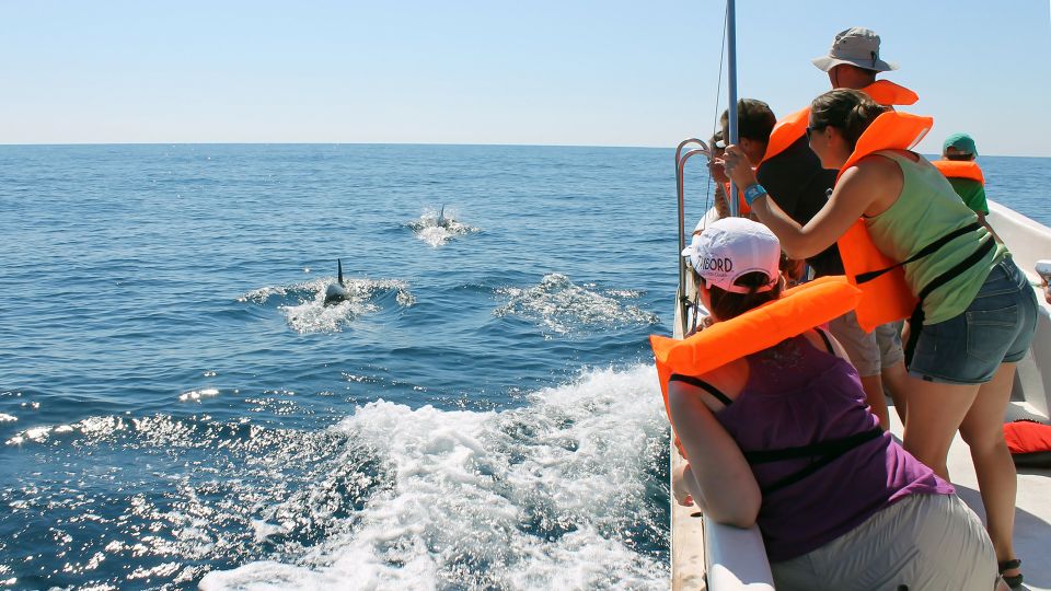 Ria Formosa: Dolphin-Watching Boat Tour - Accessibility Options