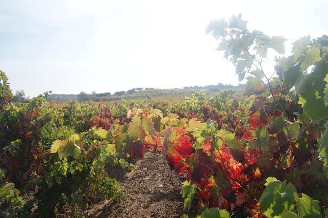 Rioja Wine Tour: 2 Wineries Visit With Tasting From San Sebastian - Sampling Different Wine Varieties