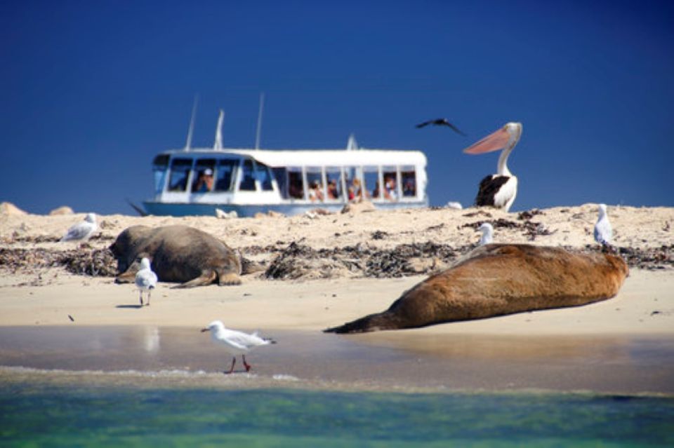 Rockingham: Shoalwater Islands Tour and Penguin Island - Important Information