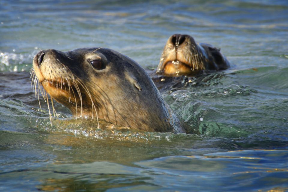 Rockingham: Snorkel Adventure Sightseeing Cruise With Lunch - Restrictions