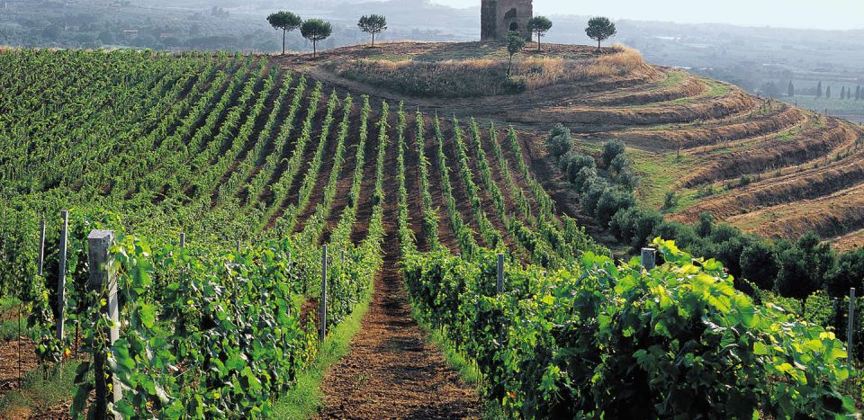 Rome: Private Castelli Romani Wine Tasting Tour - Wine Tasting Experience