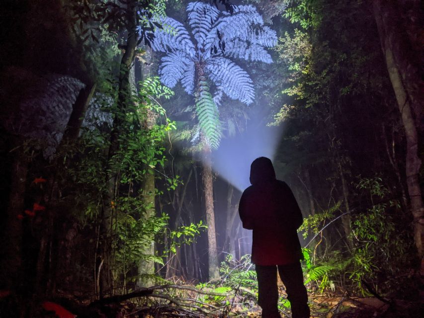 Rotorua: Nocturnal Glow Worm Tour With a Guide - Safety Disclosure