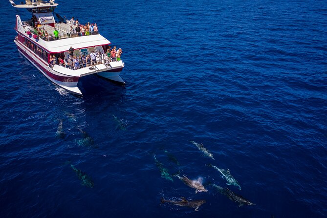 Royal Delfin - 2Hour Sustainable Dolphin & Whale Watching Mini Cruise - Inclusions and Amenities