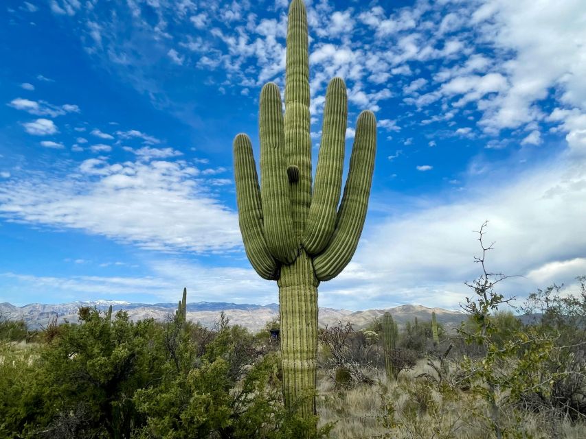 Saguaro National Park: Day Tour & Hike - Directions to the Park