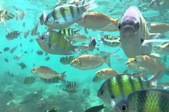 Samui Boat Charter, Private Speedboat Charter, Angthong National Marine Park - Booking and Availability