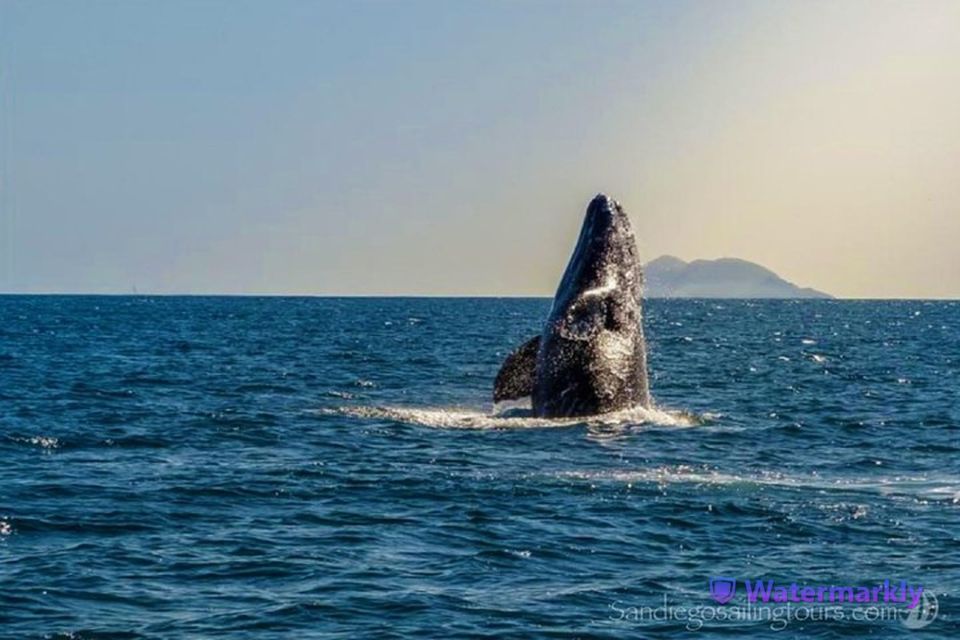 San Diego: Half-Day Marine Wildlife Tour With Lunch - Exclusions