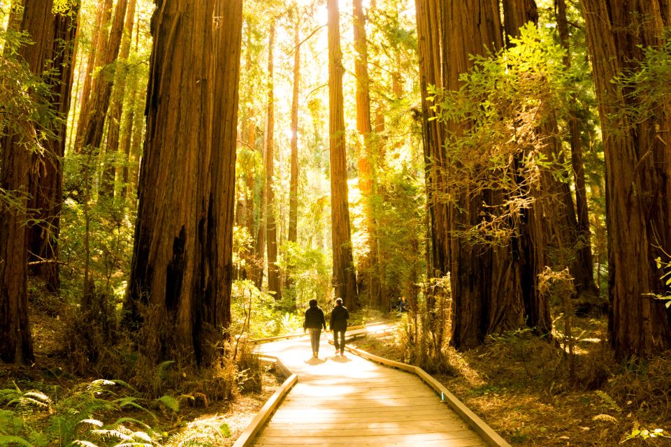 San Francisco: 1 Day Hop-On Hop-Off + Muir Woods Tour - Booking Details