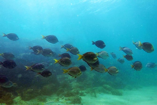 San Juan Guided Snorkel Tour With Videos - Group Size and Participant Requirements