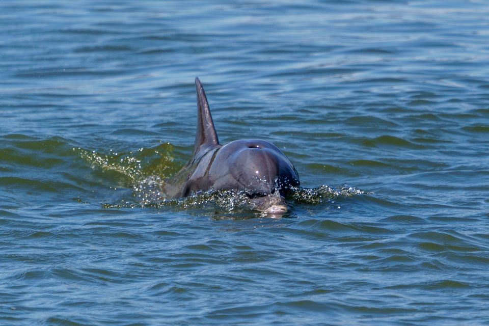 Savannah: Dolphin Spotting and Wildlife Eco Cruise - Booking and Pricing Details