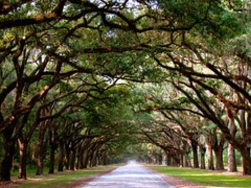 Savannah: Wormsloe Plantation and Bonaventure Cemetery Tour - Savannah Byrd Cookie Company: Delectable Treats and Flavors