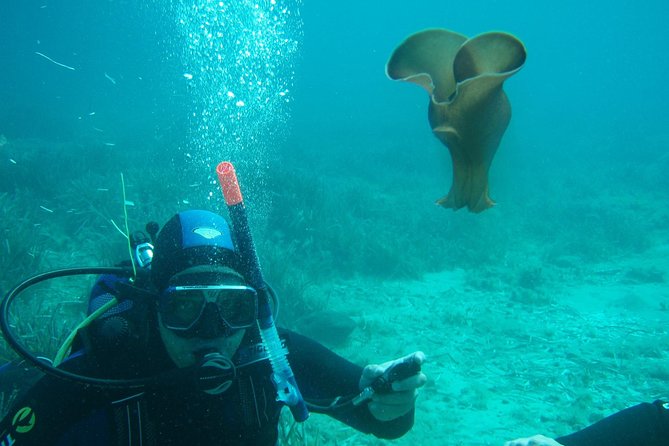Scuba Diving in Naxos by Bluefindivers - Dive in Greece - Amazing Diving Spots - Capturing Memories With Photos/Videos