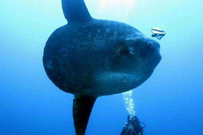 Scuba Diving in Nusa Penida - Manta Point - Cancellation Policy