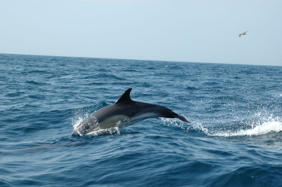 Sesimbra: Eco-friendly Dolphin Watching Tour - Important Considerations