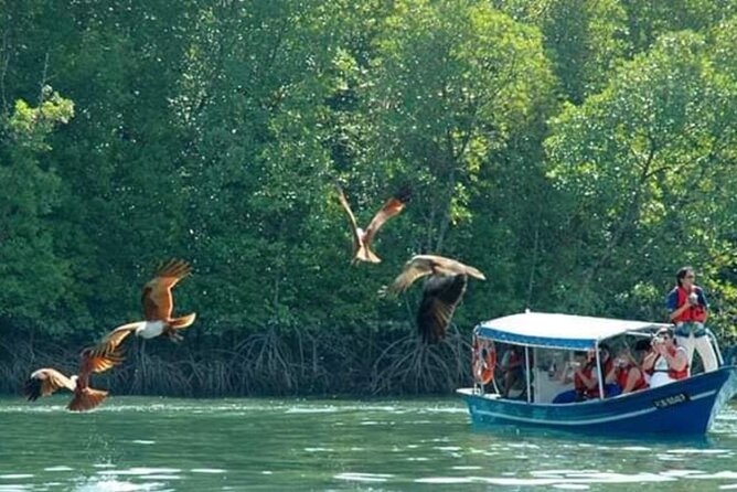 Sharing Half Day Kilim Geoforest Park Mangrove Boat Tour - Private Boat Option