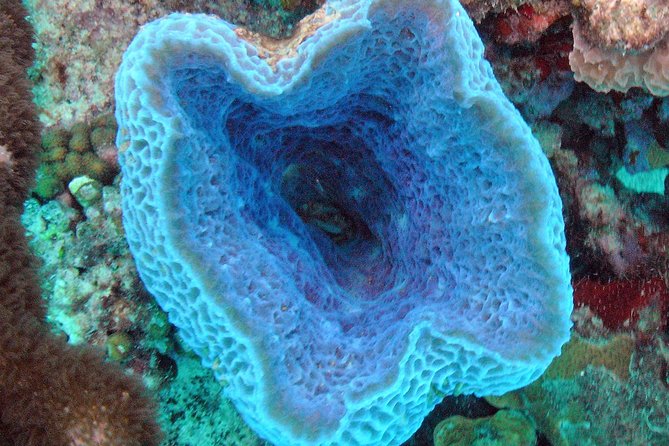 Small-Group Aruba Scuba Diving for Non-Certified Divers - Age and Health Requirements