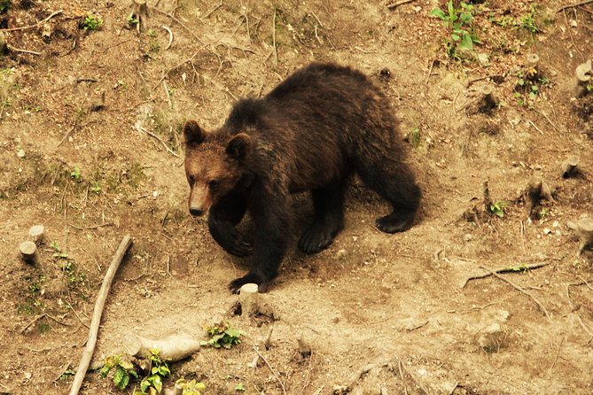 Small-Group Brown Bear-Watching Experience From Brasov - Included in the Tour