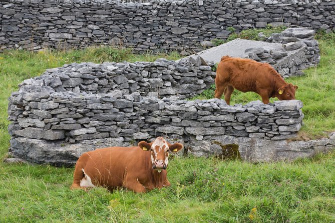 Small Group - Cliffs Cruise, Aran Islands and Connemara in One Day From Galway - Physical Requirements and Recommendations