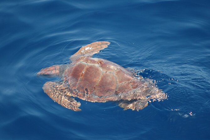 Small Group Excursion Whales and Dolphin Watching Los Gigantes - Logistics and Inclusions