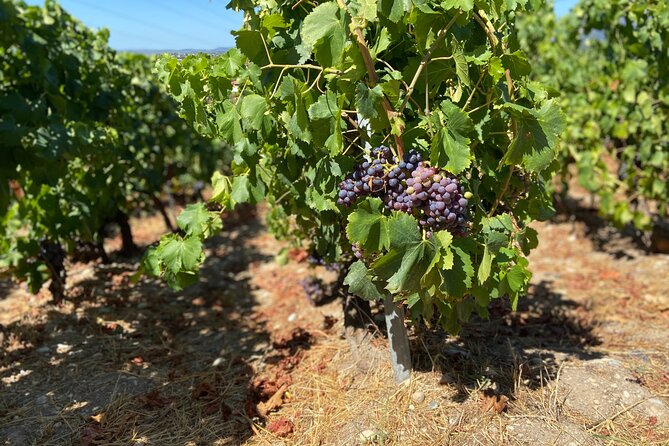 Small Group Guided E-bike Tour in Nices Organic Vineyard - Exploring the Vineyards on E-Bikes