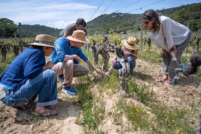 Small-Group Half-Day Languedoc Pic Saint-Loup Wine Tour From Montpellier - Small-Group Experience Highlights