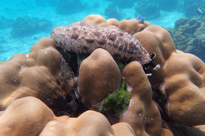 Snorkel Adventure Sea Tour to Koh Rok and Koh Haa From Koh Lanta - Weather and Sea Conditions