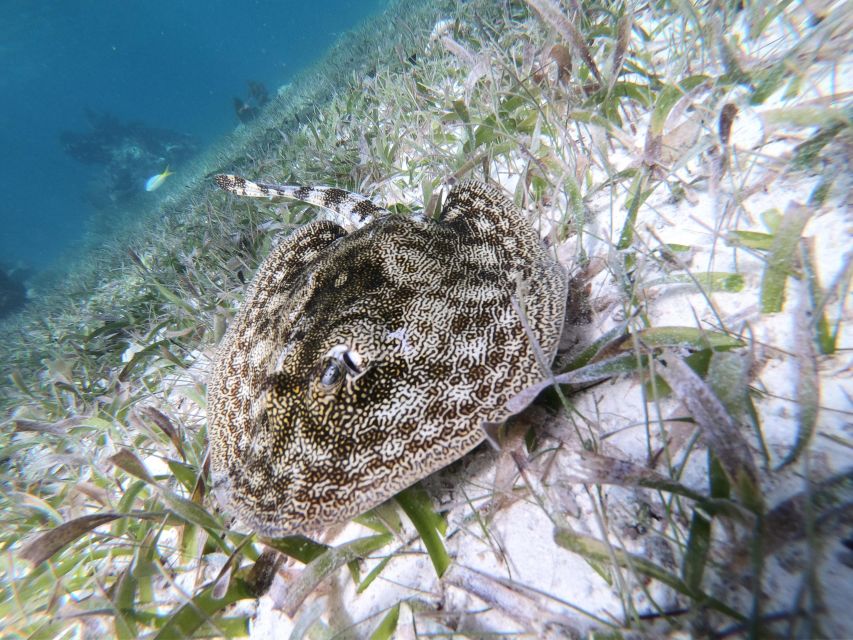 Snorkel Tour: Searching For Turtles At Mahahual Reef Lagoon