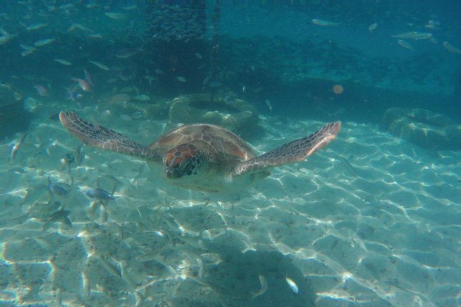 Snorkel With Turtles & Kenepa Grandi Beach: Nr.1 Island Day Trip - Pricing and Booking Details