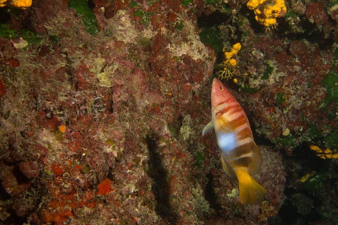 Snorkeling and Boat Tour in Crete - Additional Information