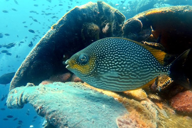 Snorkeling ( Start at Ko Kut) - Confirmation and Activity Duration