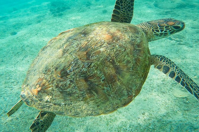 Snorkeling Turtles in Mirissa - Exploring the Underwater World