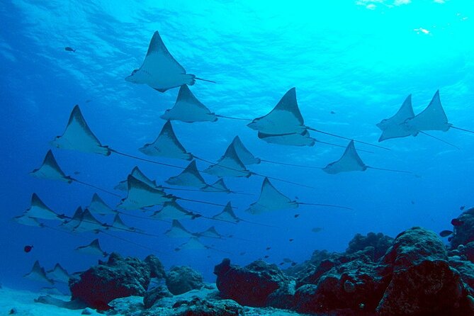 Snorkeling With Manta Rays in Nusa Penida Experience (All-Inclusive) - Tour Highlights and Attractions