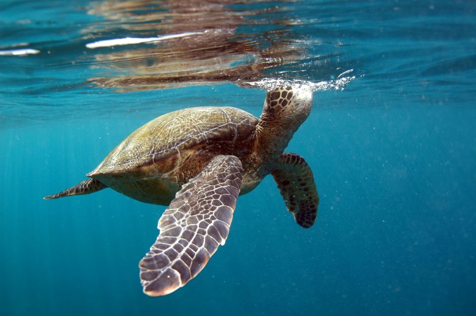 South Maui: Makena Bay Stand-Up Paddle Tour - Meeting Point Options