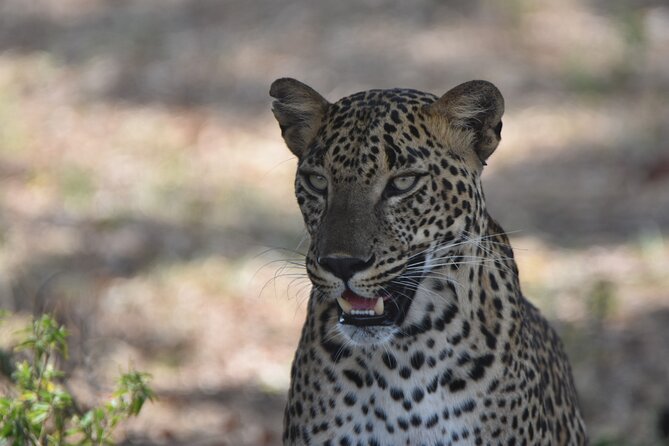 Special Leopard Safari Tour in Yala National Park by Malith & the Team - Price and Cancellation