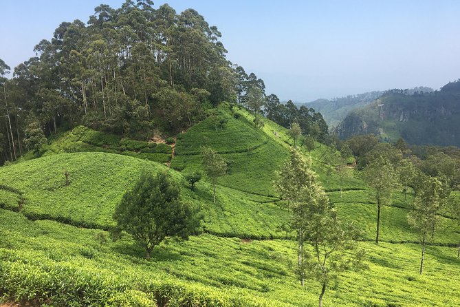 Sri Lanka Tour in 8 Days - Discovering Fabled Tea Estates