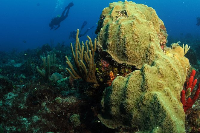 St Maarten Scuba Diving for Certified Divers - Spotting Marine Life