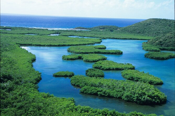 St Thomas Mangrove Lagoon Kayak and Snorkel Tour in the US Virgin Islands - Spotting Local Wildlife