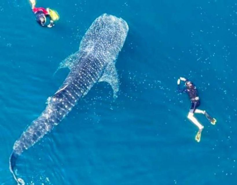 Sumbawa Tour & Snorkeling With Whale Shark - Transportation and Pickup