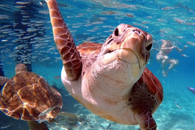 Swimming With Sea Turtles Incl. Pictures. Award Winner - Cancellation Policy