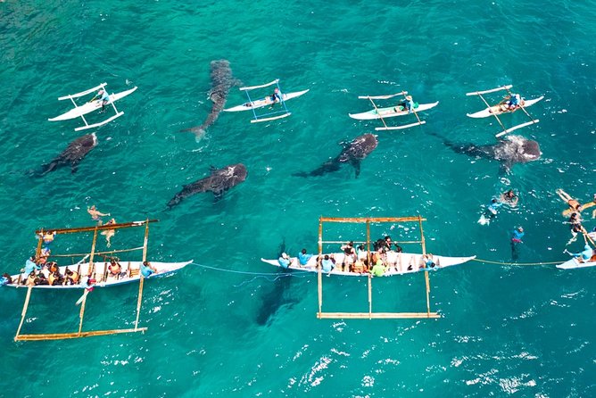 Swimming With Whale Sharks and Island-Hopping to Sumilon Island - Booking and Cancellation Policies