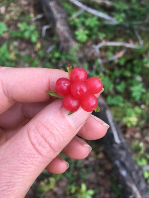 Talkeetna: A Walk in the Woods...with Reindeer! - Edible and Medicinal Plants