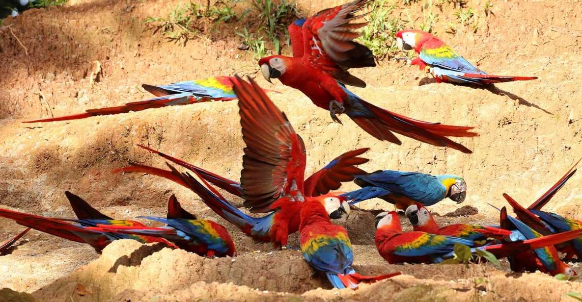 Tambopata: Cayman Safari + Macaw Clay Lick 2-Days - Night Safari