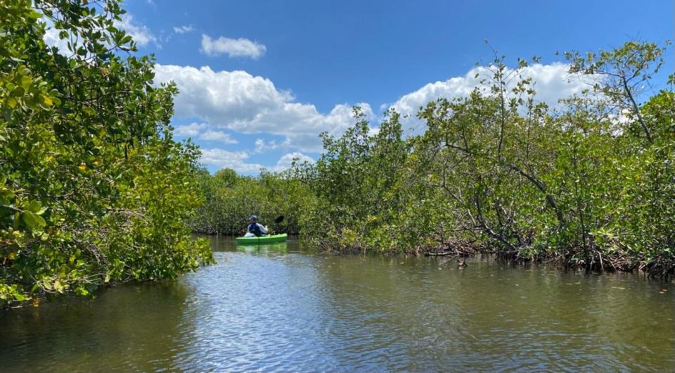 Tarpon Springs: Guided Anclote River Kayaking Tour - Highlights of the Experience